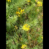 Anthyllide vulneraire (3)